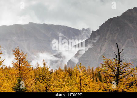 Golden larici punteggiano il paesaggio autunnale della valle di larice vicino al Lago Louise, Alberta, Canada, come la nebbia avvolge la valle di dieci picchi nel backgro Foto Stock