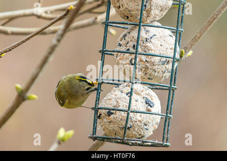 Gold crest regulus british fauna più piccolo uccello visitatore invernale al giardino di grasso dell'alimentatore a sfera. Bordato di nero in oro giallo di cresta piedi forte becco nero. Foto Stock