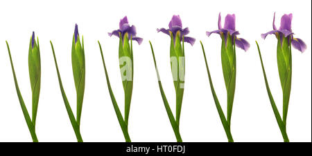 Time Lapse serie di un Iris Viola fiore che sboccia. Foto Stock