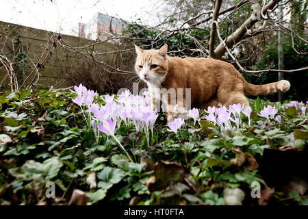 Yujing, gatto domestico in giardino. Foto Stock