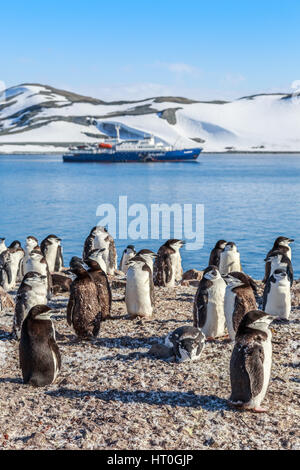 I pinguini Gentoo in piedi sulle rocce e la nave di crociera in fondo alla baia Neko, Antartide Foto Stock