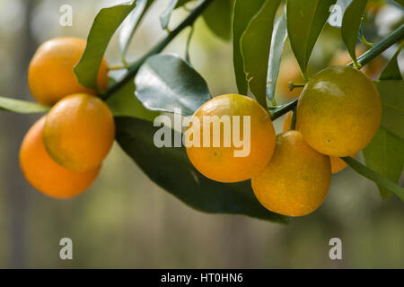 Kumquat frutto su albero Foto Stock