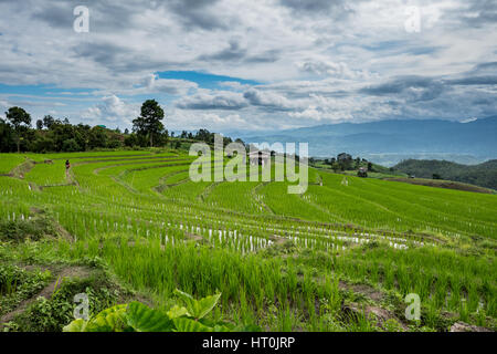 Verde campo di riso in Chiang Mai, Thailandia. Foto Stock