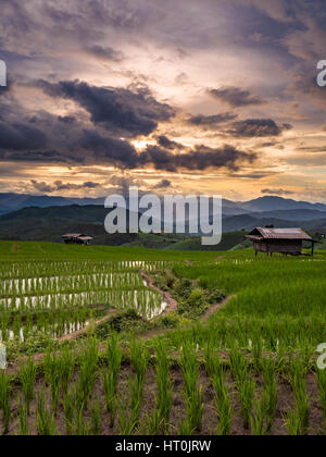 Verde campo di riso in Chiang Mai, Thailandia. Foto Stock