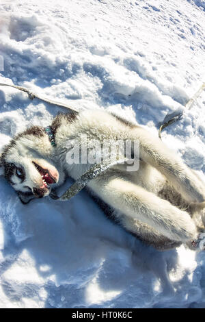 Fish Eye ritratto di cane husky stare sdraiato sulla schiena e grinning. Foto Stock