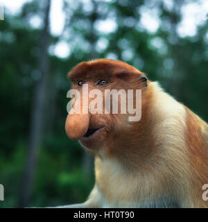 Nasalis larvatus, a becco lungo la scimmia, Malaysia, Indonesia, Asia Borneo Foto Stock