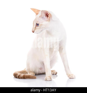 Siamese Balinese gatto con gli occhi blu ubicazione su uno sfondo bianco appare a lato e non guardando la telecamera Foto Stock