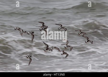 Gruppo di Voltapietre (Arenaria interpres) in volo sopra il mare, Marazion, Cornwall, Inghilterra, Regno Unito. Foto Stock