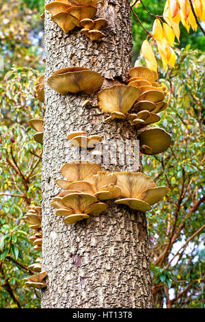 Oyster fungo Pleurotus (sp) su un tronco di un morto Cornish Palm, Morrab giardini, Penzance, Cornwall, Regno Unito. Foto Stock