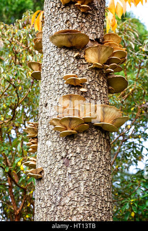 Oyster fungo Pleurotus (sp) su un tronco di un morto Cornish Palm, Morrab giardini, Penzance, Cornwall, Regno Unito. Foto Stock