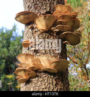 Oyster fungo Pleurotus (sp) su un tronco di un morto Cornish Palm, Morrab giardini, Penzance, Cornwall, Regno Unito. Foto Stock