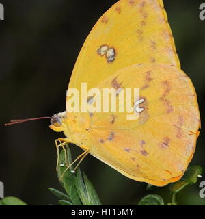 Orange banditi giallo zolfo Butterfly Foto Stock