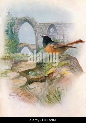 "Redstart - Ruticil'la phoenicu'Rus', c1910, (1910). Artista: George James Rankin. Foto Stock