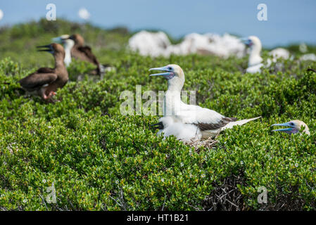 Seychelles, Aldabra, Cosmoledo Atoll. Rosso-footed booby (Wild: Sula sula) colonia nidificazione, madre e pulcino. Brown sule nella distanza (Wild: Sula l Foto Stock