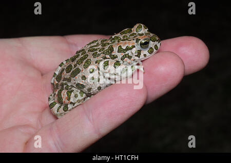 Rospo smeraldino (Bufotes viridis) seduto su una mano umana Foto Stock