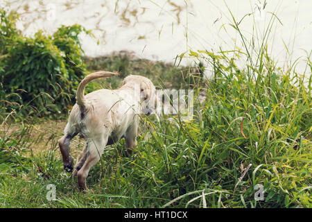 La vista posteriore di un simpatico Labrador retriever cucciolo ad esplorare il mondo come egli corre attraverso l'erba lunga con acqua che gocciola fuori di lui. Foto Stock