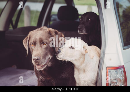 Tre Labrador Retriever sedersi nel retro di un automobile mentre il cucciolo bianco mostra affetto verso uno dei cani adulti. Foto Stock