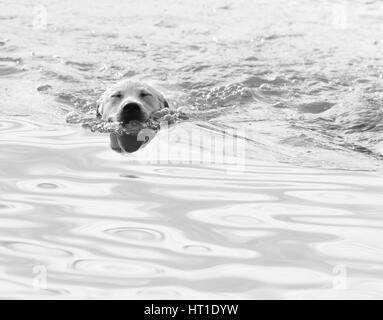 Close up di un labrador retriever cucciolo nuoto attraverso l acqua con gli occhi chiusi, in bianco e nero e chiave di alta. Foto Stock