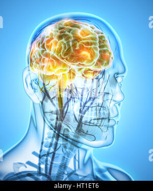 Umano organico interno - cervello umano, 3D illustrazione concetto medico. Foto Stock
