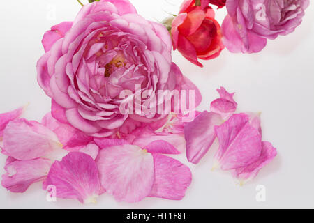 Rose, Rosen-Blüten, Rosen-Blütenblätter, Blütenblätter, Blütenblatt, Garten-Rose, Gartenrose, Kulturrose, Kultur-Rose, Rosa spec., rosa Foto Stock