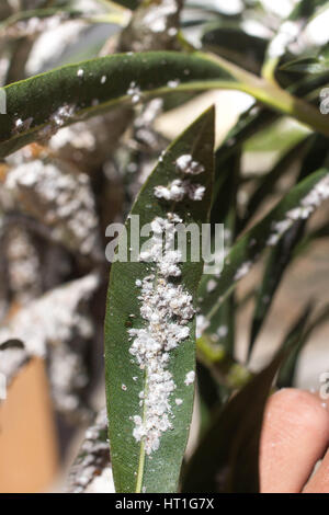 Mealybug su foglie di figg. Impianto infestazione di insetti Ficus elastica Foto Stock