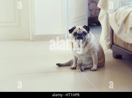 Cane del Pug Foto Stock