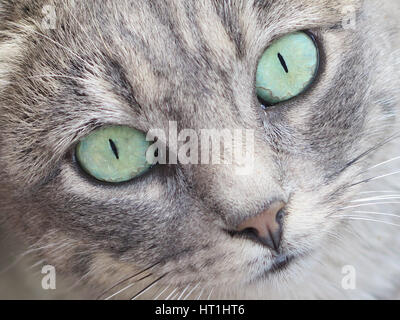 Close up di un tabby cat guardando dritto verso la fotocamera con bellissimi occhi verdi Foto Stock