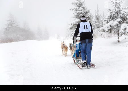 BELIS, Romania - 6 febbraio: uomo non identificato che partecipano alla prima slitta trainata da cani di corse con cani Husky. Il 6 febbraio 2015 a Belis, Romani Foto Stock