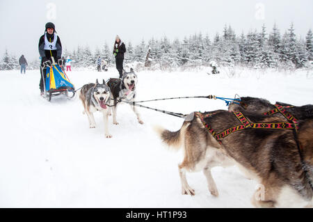 BELIS, Romania - 6 febbraio: uomo non identificato che partecipano alla prima slitta trainata da cani di corse con cani Husky. Il 6 febbraio 2015 a Belis, Romani Foto Stock