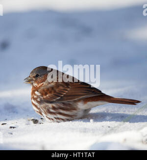 Fox Sparrow (Passerella iliaca) mangiare semi nella neve Foto Stock