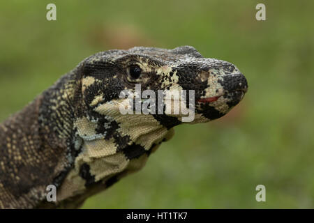 Un vicino la fotografia di un monitor di merletto o pizzo goanna (Varanus varius). È un membro del monitor lizard famiglia. Foto Stock