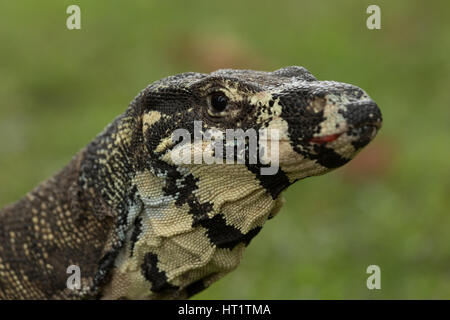 Un vicino la fotografia di un monitor di merletto o pizzo goanna (Varanus varius). È un membro del monitor lizard famiglia. Foto Stock