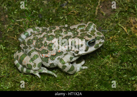 Rospo smeraldino (bufotes viridis) girovagando su moss in una foresta italiana Foto Stock