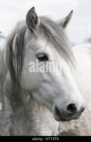 Cavallo bianco profilo di testa Foto Stock