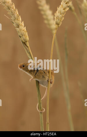 Harvest mouse appollaiato sul grano Foto Stock