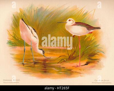 "Comune avocetta (Recurvirostra avocetta), Comune Stilt (Himantopus melanopterus)", 1900, (1900). Artista: Charles Whymper. Foto Stock