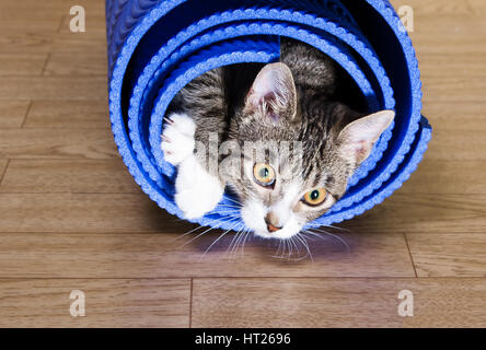 Il gatto si siede sul tappetino per lo yoga. Sport concetto,fitness Foto Stock