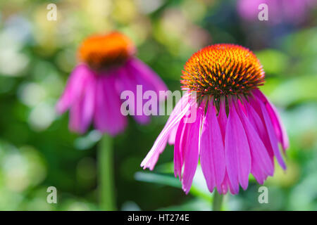 Echinecea fotografati con una lente di specialità per la massima profondità di campo e cremoso bokeh di fondo. Foto Stock