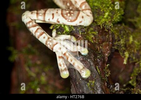 Amazon latte Rana, phrynohyas resinifictrix, adulto, Close-up di gamba Foto Stock