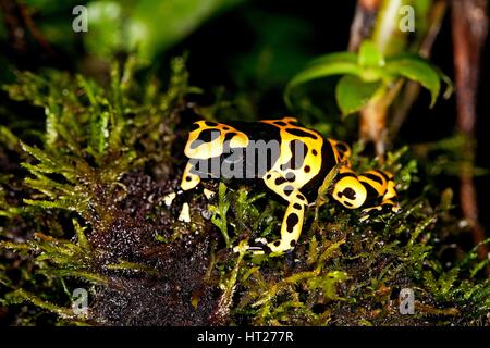 Giallo-nastrati rana di Poisson dendrobates leucomelas, adulti Foto Stock