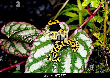 Giallo-nastrati rana di Poisson dendrobates leucomelas, adulti Foto Stock