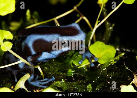 Verde e NERO POISON DART FROG dendrobates auratus, forma blu, per adulti Foto Stock