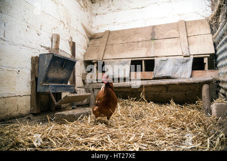 All'interno di una gallina coop o il pollaio contenente un cuscinetto di uova free range hen.All'interno per evitare di influenza aviaria a casa run Foto Stock