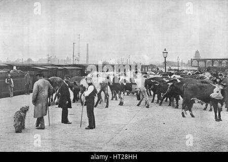 Detraining bovini, LNWR depot, York Road, Londra, c1903 (1903). Artista: sconosciuto. Foto Stock