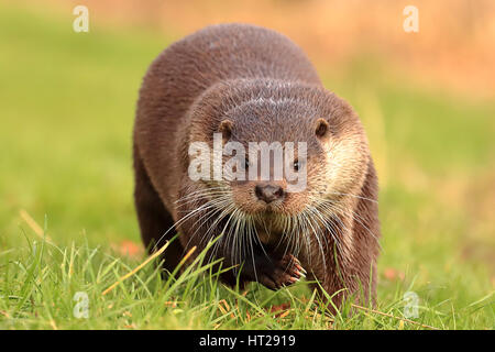 Otter in esecuzione sulla testa, frontale completo bella immagine Foto Stock