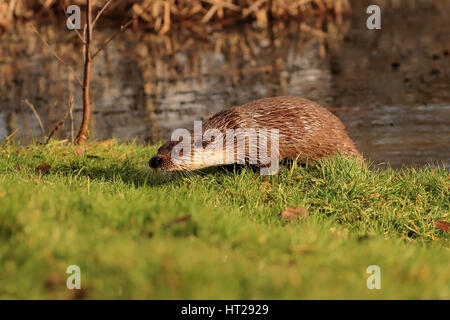 Otter emerse dal laghetto sull'erba cercando di avviso. Foto Stock