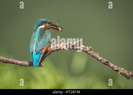 Un kingfisher seduto su un pesce persico con un pesce nel becco Foto Stock