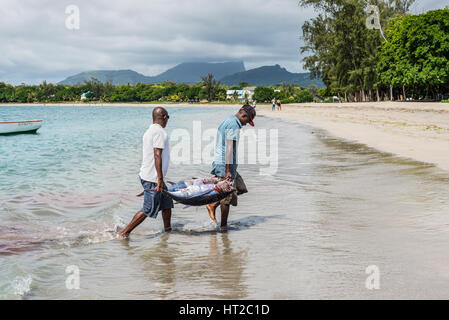 Tamarin, Mauritius - Dicembre 9, 2015: i pescatori di trasportare due tonni sulla spiaggia di Tamarin Bay in Mauritius. Foto Stock