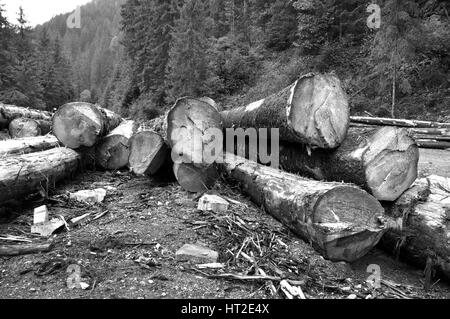 Taglio fresco tree logs ammucchiati vicino a una strada forestale Foto Stock