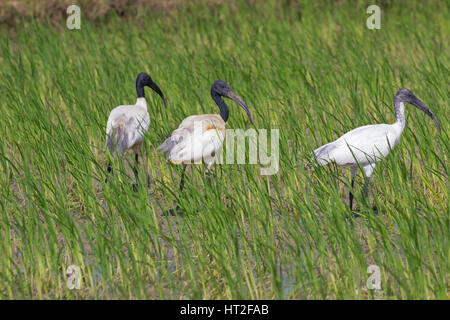 A testa nera ibis o orientali ibis bianco (Threskiornis melanocephalus) Foto Stock